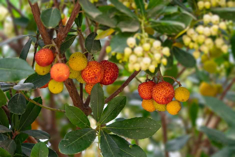 Guide Complet 2026 : Potager Mois par Mois