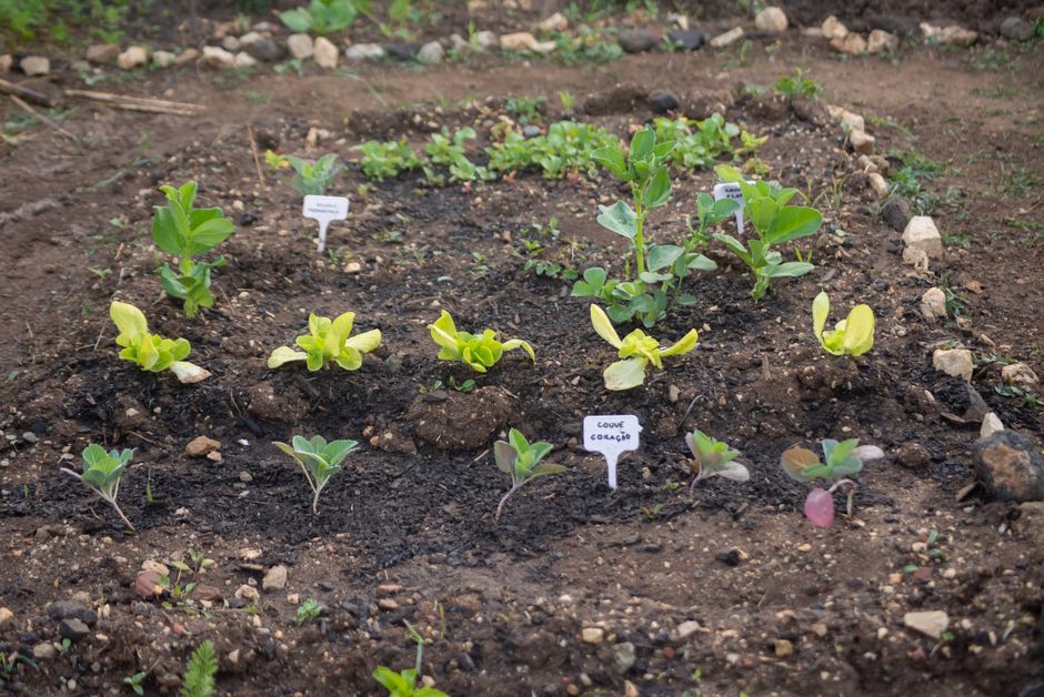 Guide Complet 2026 : Semis, Bouturage & Graines