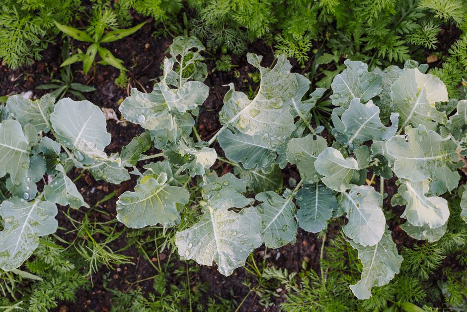Optimiser l'Efficacité de Potager Mois par Mois : 7 Astuces de Spécialiste