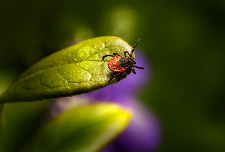 Optimiser l'Efficacité de Techniques de Permaculture & Sol : 7 Astuces de Spécialiste