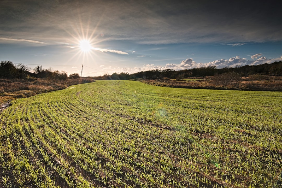 Plan d'Action Idéal : Concrétiser Potager Mois par Mois sans Stress