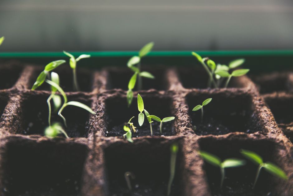 Plan d'Action Idéal : Concrétiser Semis, Bouturage & Graines sans Stress