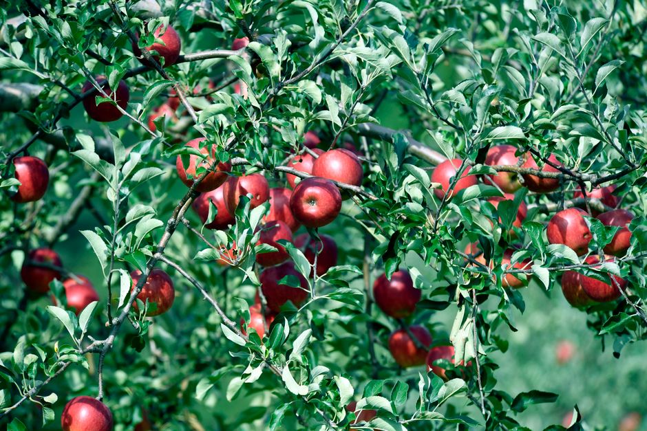 Potager Mois par Mois pour Débutants : Le Guide Essentiel de Démarrage