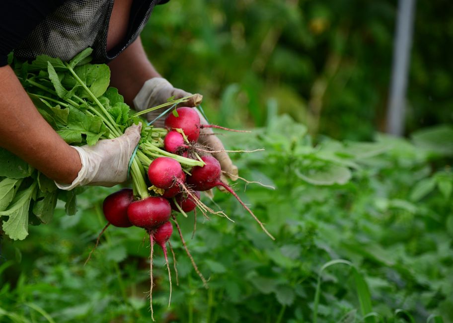 Sécurité et Normes Indispensables pour Arbres Fruitiers & Petits Fruits