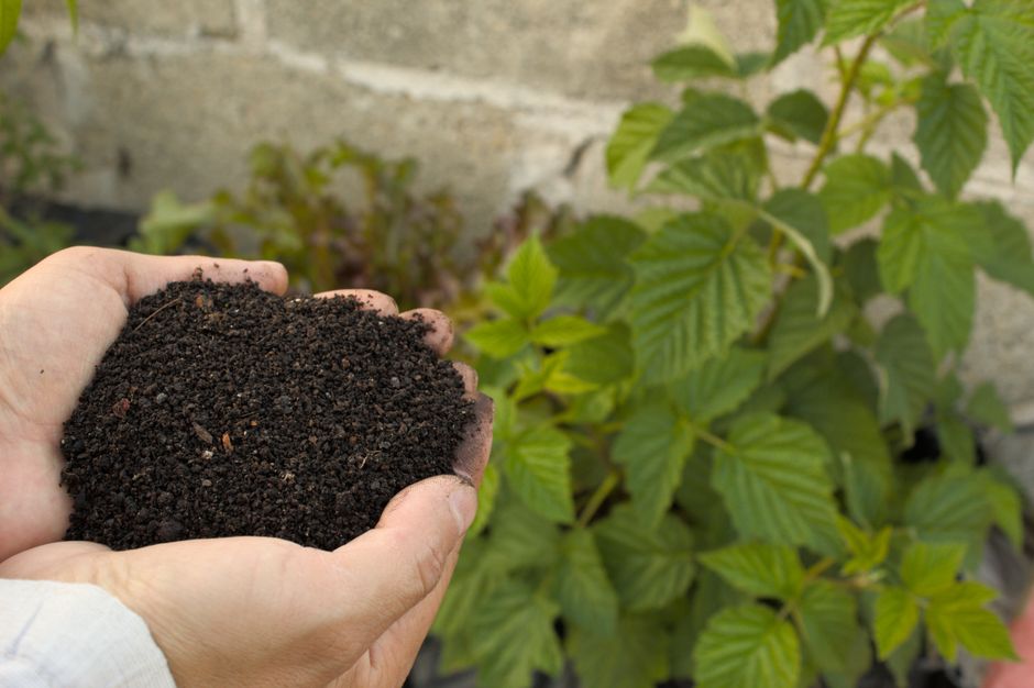 Semis, Bouturage & Graines pour Débutants : Le Guide Essentiel de Démarrage