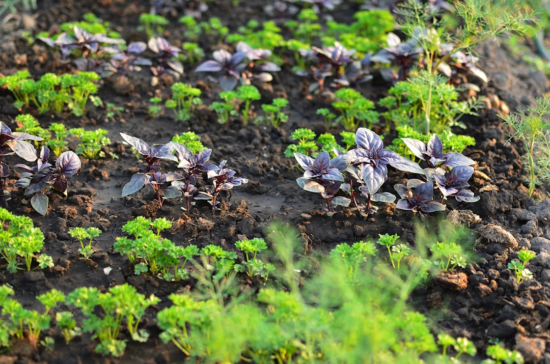 Techniques de Permaculture & Sol : Les 5 Erreurs Fréquentes et Comment les Éviter
